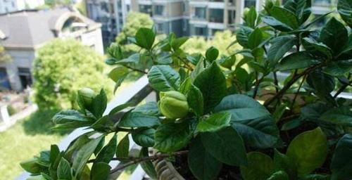 栀子花黄叶怎么办