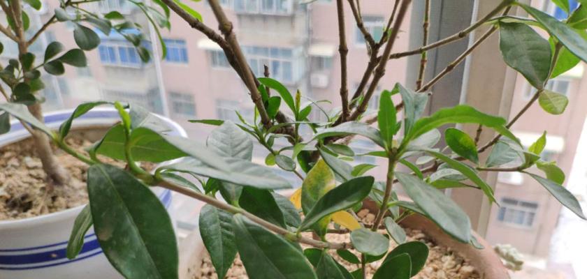 栀子花黄叶怎么办