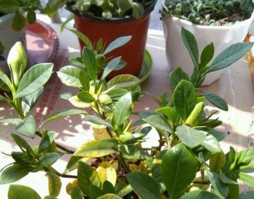栀子花黄叶怎么办