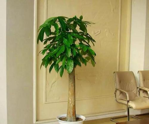 客厅最旺宅的大型植物摆什么好（客厅最旺宅的大型植物排名）