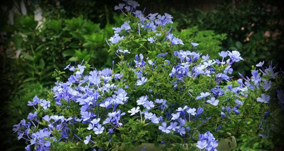 水蜡球百科问题（探寻水蜡球的历史、用途和文化意义）