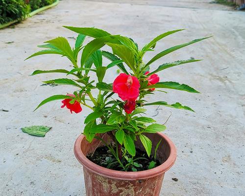 凤仙花种子怎么种（有关凤仙花播种时间和方法）