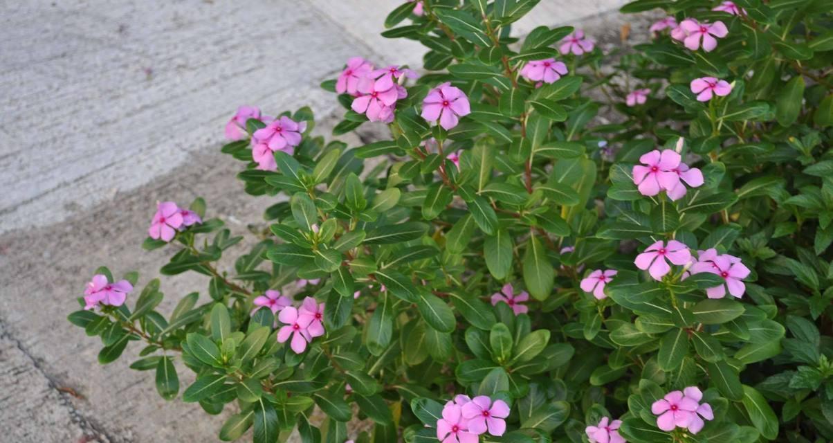 夏天最常见的花有哪些（盘点10种代表夏天的花）