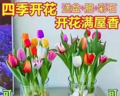 适合懒人养的花卉有哪些（超好养的绿植盆栽推荐）