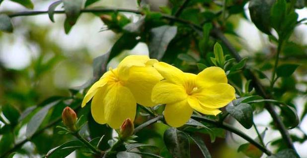 迎春花怎么种植（迎春花种植方法和时间）