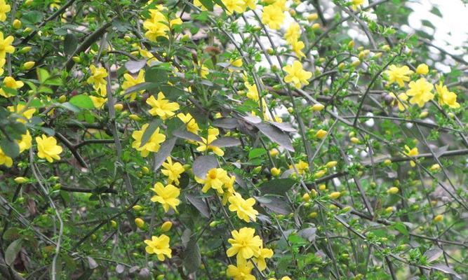 迎春花怎么种植（迎春花种植方法和时间）