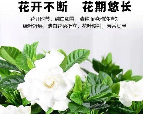 栀子花如何修剪（栀子花的修剪方法和时间）