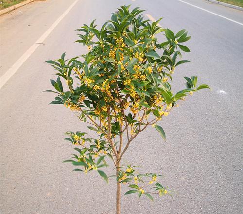 四季桂花期多长时间（有关四季桂花的养护方法）