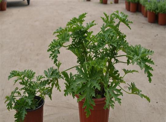 夏天驱蚊植物有哪些（有驱蚊虫的植物介绍）