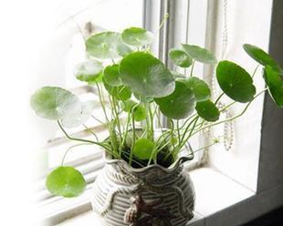 怎样养好铜钱草更旺盛（家养铜钱草的注意事项）