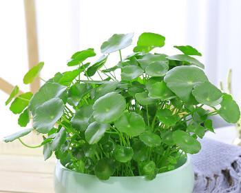 怎样养好铜钱草更旺盛（家养铜钱草的注意事项）