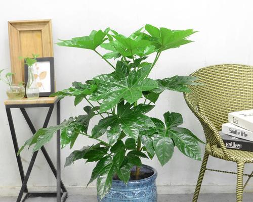 喜阴的室内植物花卉有哪些（适合室内养的喜阴绿植）