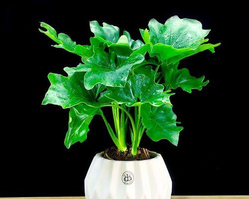 喜阴的室内植物花卉有哪些（适合室内养的喜阴绿植）