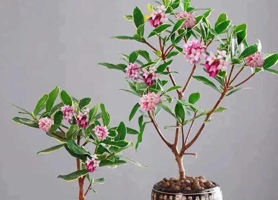 瑞香花可以在室内养吗（金边瑞香花的养殖方法讲解）