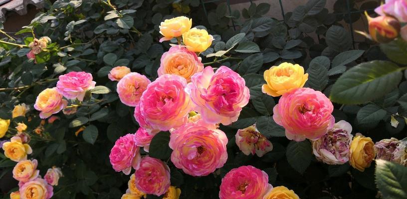 月季花哪个品种好看又好养（十大好养的月季排名）