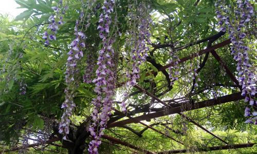 紫藤花花期是什么时候（关于紫藤花的观赏季节）