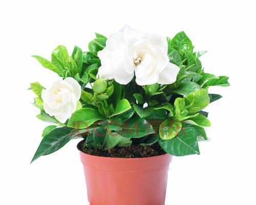 栀子花什么季节开花（了解栀子花的养殖技巧）