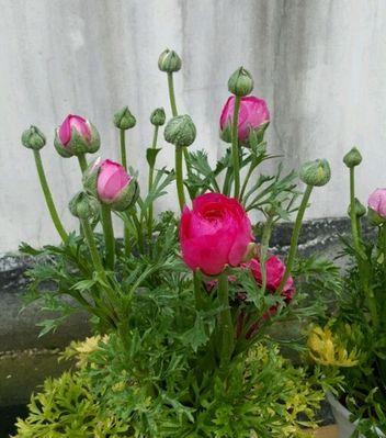 花毛樱怎么养护（花毛樱的养护知识）