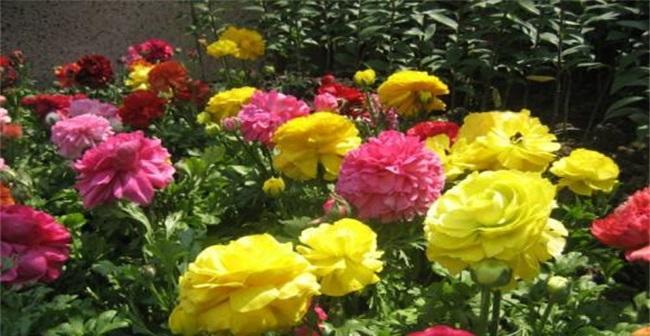 花毛樱怎么养护（花毛樱的养护知识）