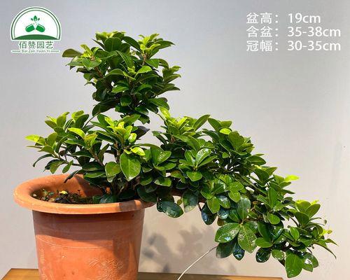 榕树特点是什么（有关榕树的栽培技术）