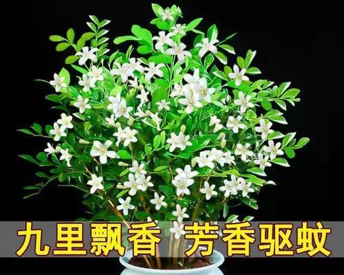 九里香开花吗如何管理（养九里香的技巧和方法）