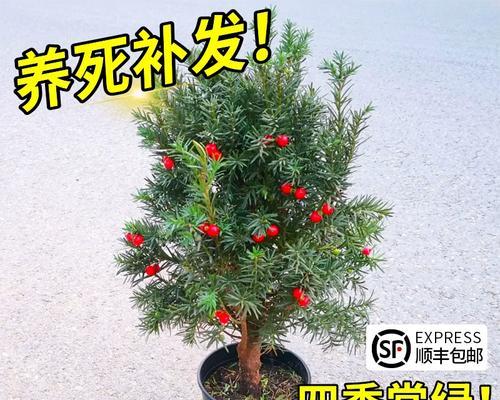 红豆杉的养殖方法和修剪（红豆杉的栽培技术与管理）
