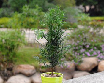 红豆杉的养殖方法和修剪（红豆杉的栽培技术与管理）