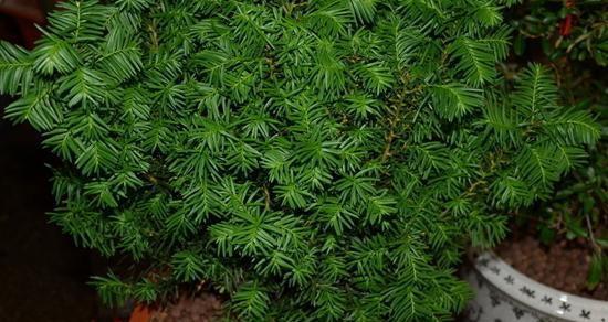 红豆杉的养殖方法和修剪（红豆杉的栽培技术与管理）