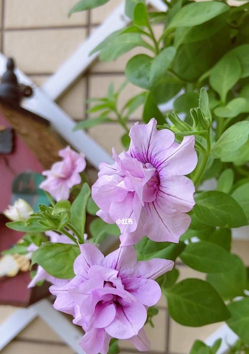重瓣矮牵牛花怎么养（重瓣矮牵牛的养殖注意事项）