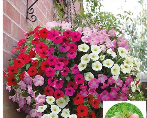 重瓣矮牵牛花怎么养（重瓣矮牵牛的养殖注意事项）
