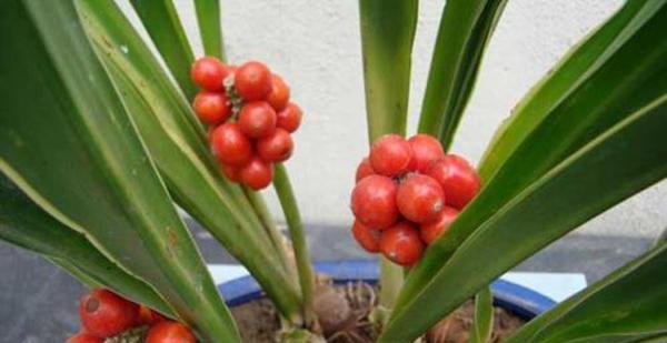 万年青开花吗什么颜色花（万年青品种及颜色介绍）