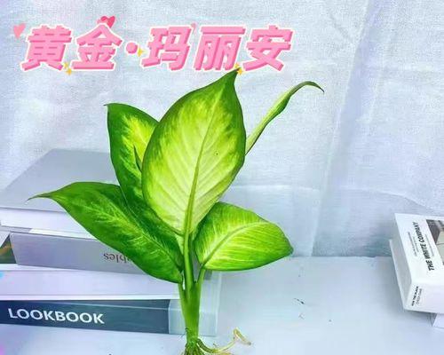 盆栽万年青的养殖方法（打造室内绿色空间的植物）