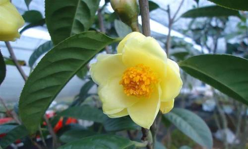 金花茶种植方法和养护（金花茶种植方法和管理）