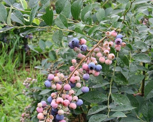 盆栽蓝莓怎么种植和养护（蓝莓种植技术与栽培管理）