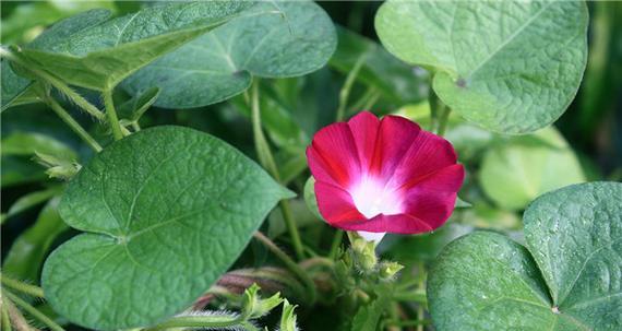 牵牛花什么时候开花（有关牵牛花的花期简介）