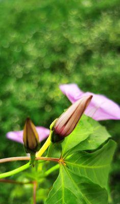 牵牛花什么时候开花（有关牵牛花的花期简介）