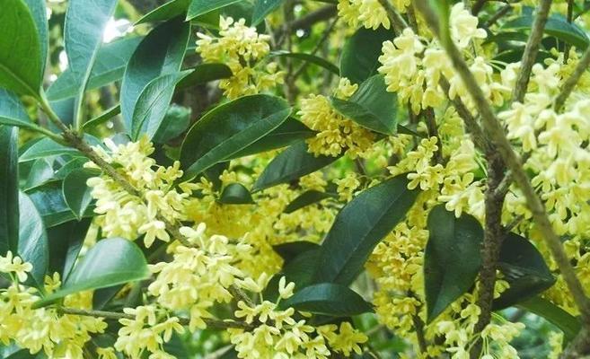 桂花树怎么种植（桂花树种植方法与技巧）