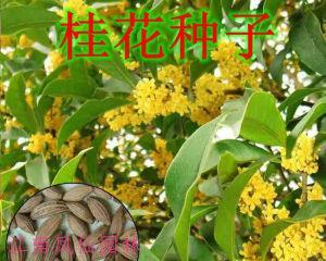 桂花树怎么种植（桂花树种植方法与技巧）