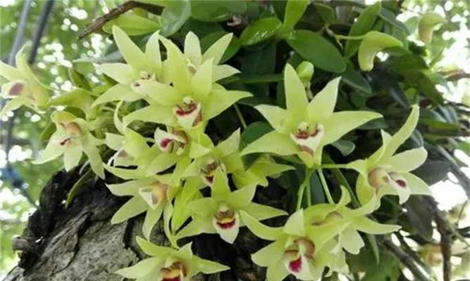 石斛花怎么养才好（教你正确养护石斛花）