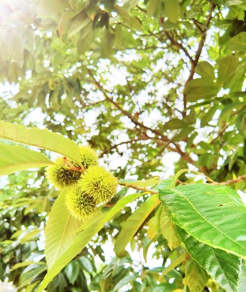 板栗树适合哪里种植（板栗树种植技术要点）