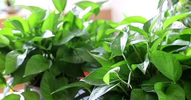 盆栽绿萝的养殖方法和注意事项（打造室内绿色空间，绿萝养殖秘籍）