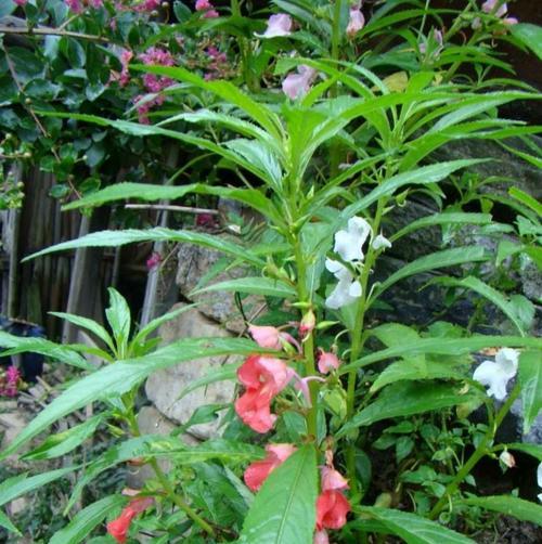 凤仙花怎么种（凤仙花的种植及养护方法）