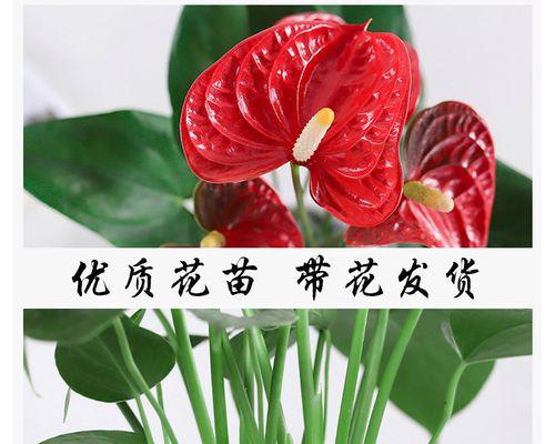 红掌花怎么养殖方法（花卉红掌的栽培技术要点）
