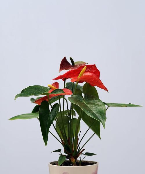 红掌花怎么养殖方法（花卉红掌的栽培技术要点）