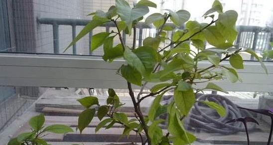 三角梅叶子发黄的原因及解决方法（三角梅叶子发黄，怎样调理？）