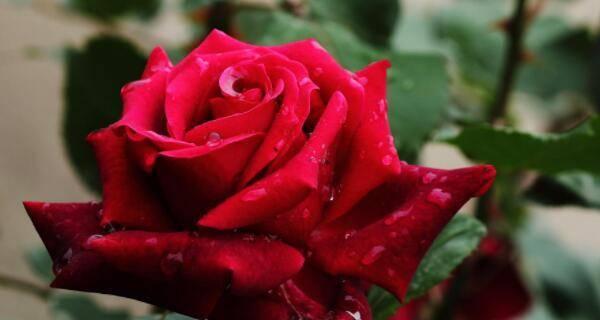 玫瑰花种类大全（常见玫瑰花种类大全）