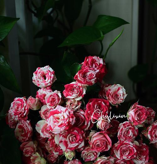 玫瑰花种类大全（常见玫瑰花种类大全）