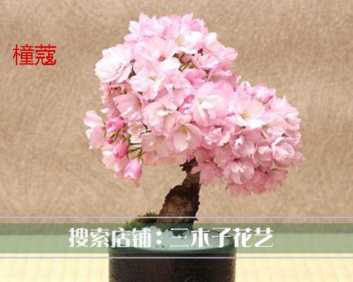 樱花种子种植方法和时间（观赏樱花树栽培技术）