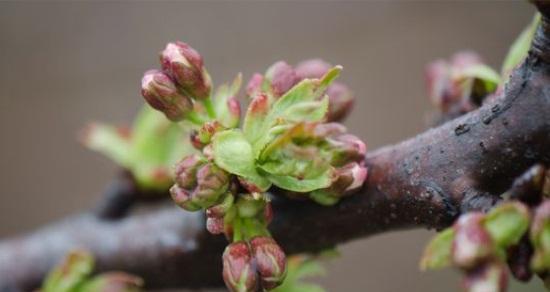 樱花种子种植方法和时间（观赏樱花树栽培技术）