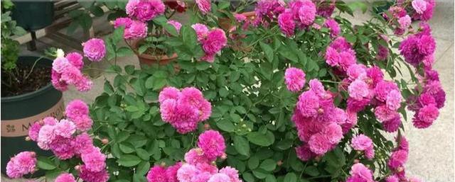 月季花几月份开花（有关月季花开花时间）